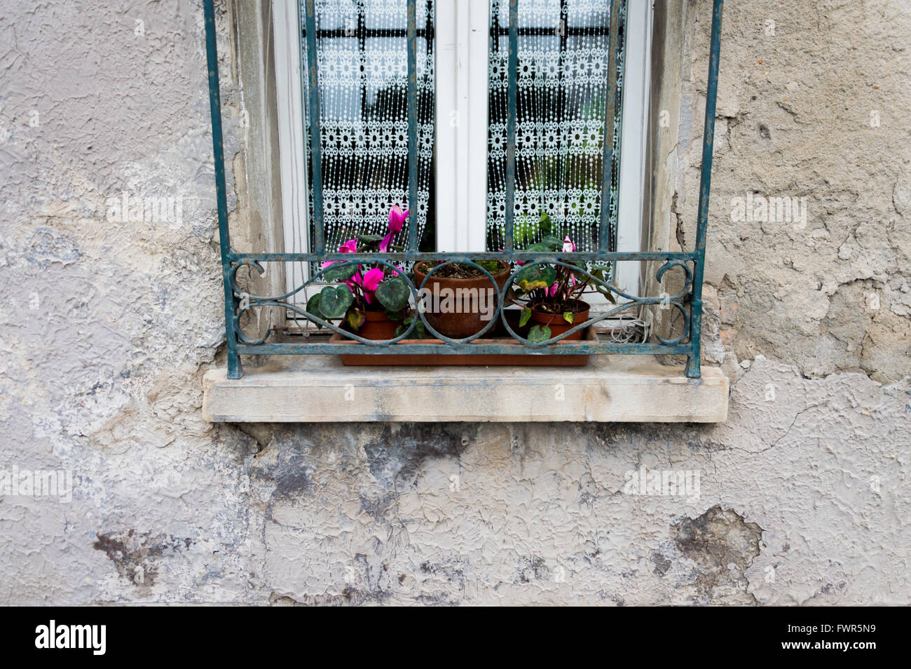 Fiori sulla finestra Foto Stock