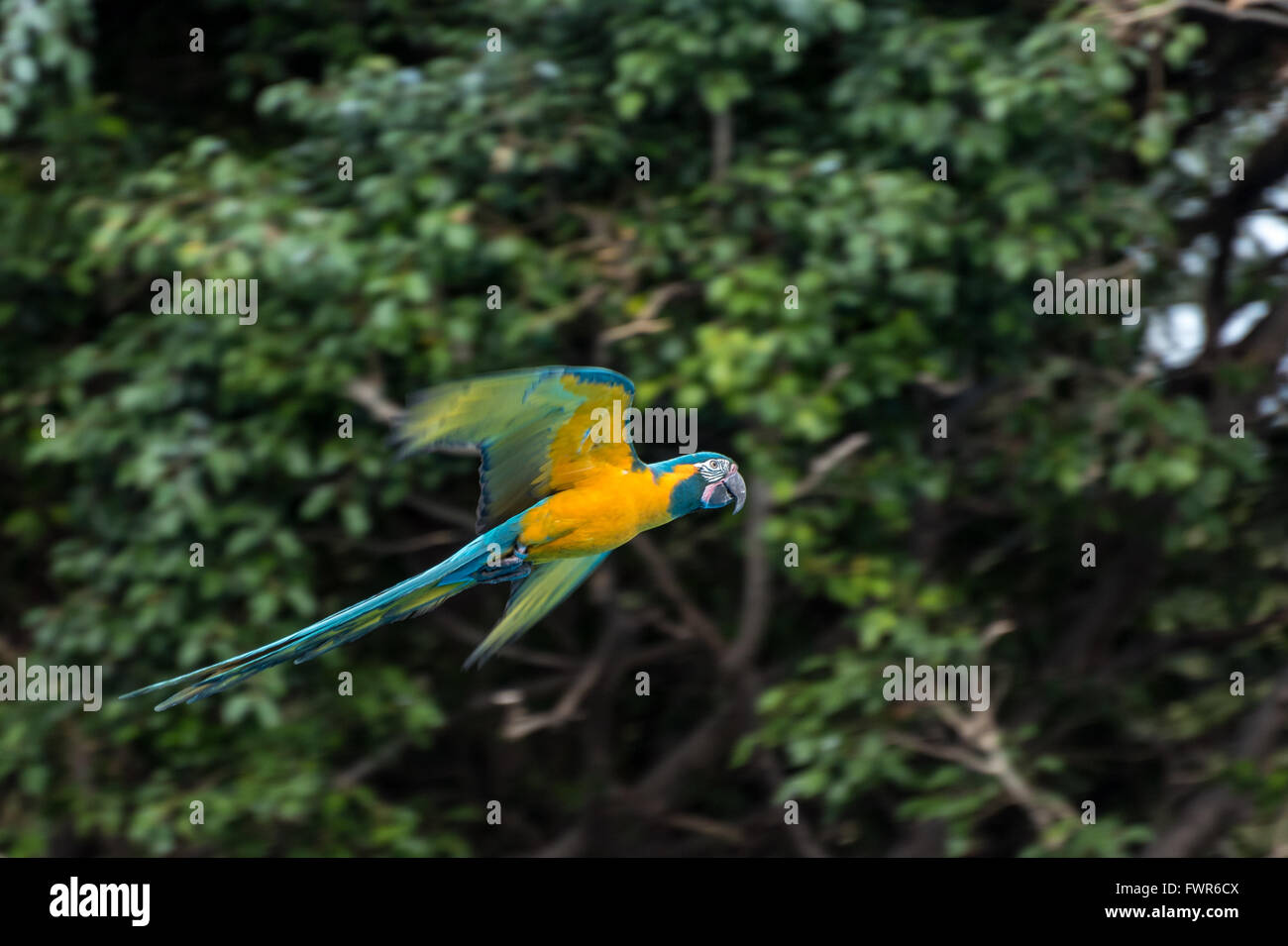 Flying Blue-e-giallo macaw, Loro Parque Tenerife Foto Stock