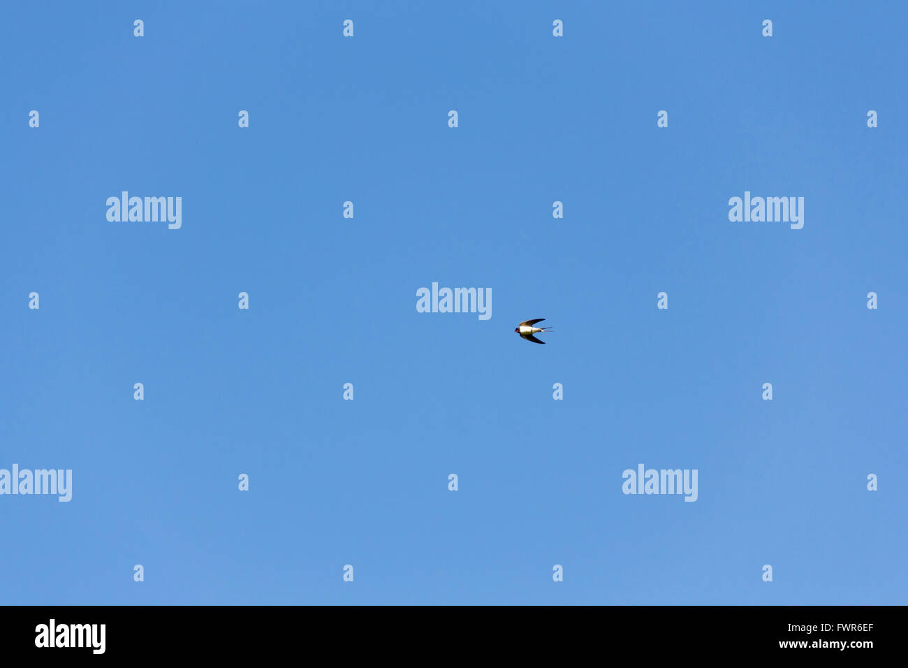 Swallow in volo contro un cielo blu chiaro. Foto Stock