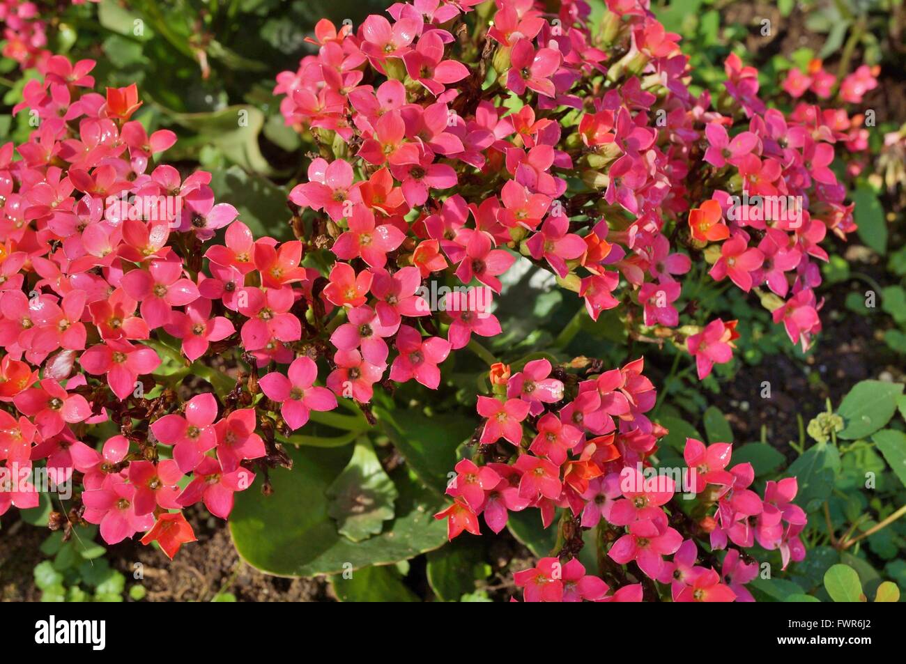 Rosa fiori kalanchoe Foto Stock