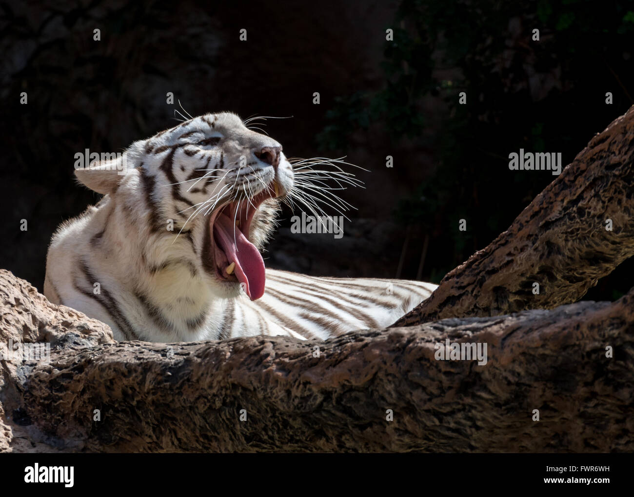 Tigre bianca del Bengala sbadigli Foto Stock
