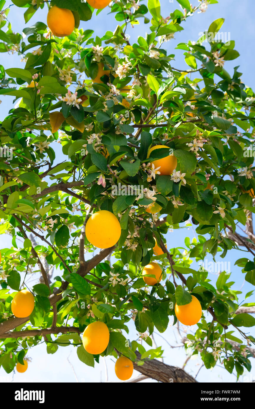 I limoni Meyer sull albero. Foto Stock