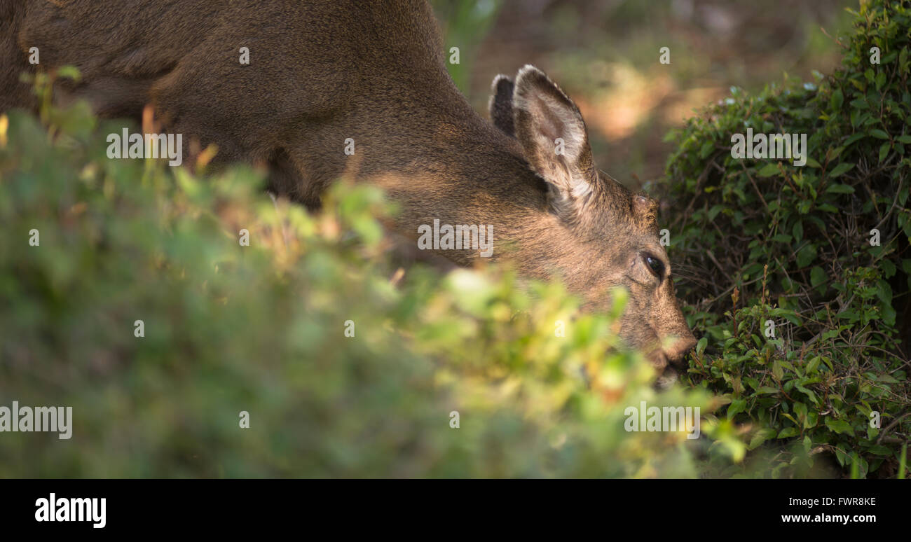 Cervo solitario North American fauna animale mangiare Bacche di spazzola Foto Stock