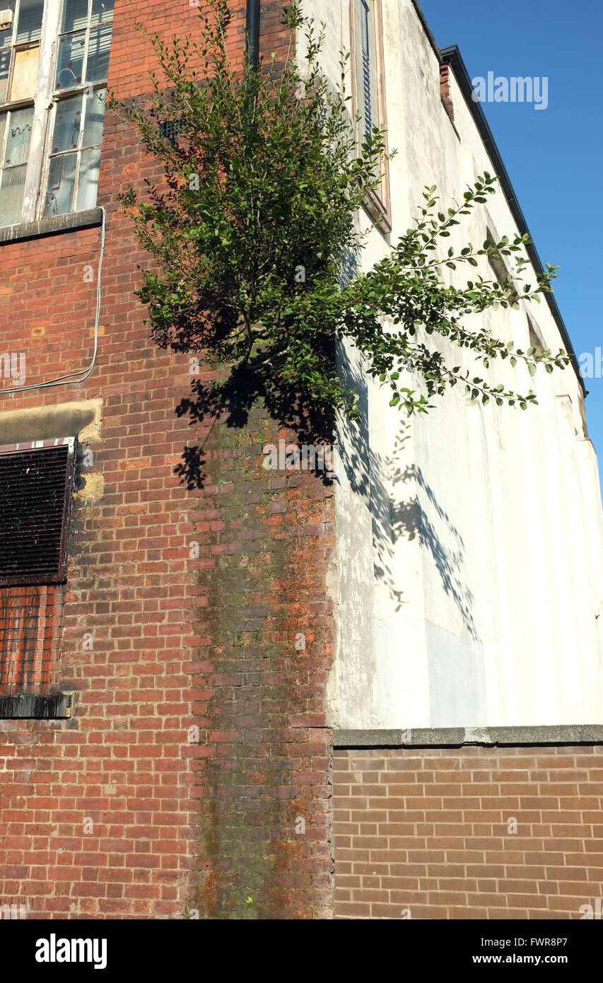 Un grande albero pianta avendo radice in muratura di un centro storico edificio che influenzano la pioggia della parte iniziale dello scarico acqua causando alcuni danni. Inghilterra, Regno Unito Foto Stock