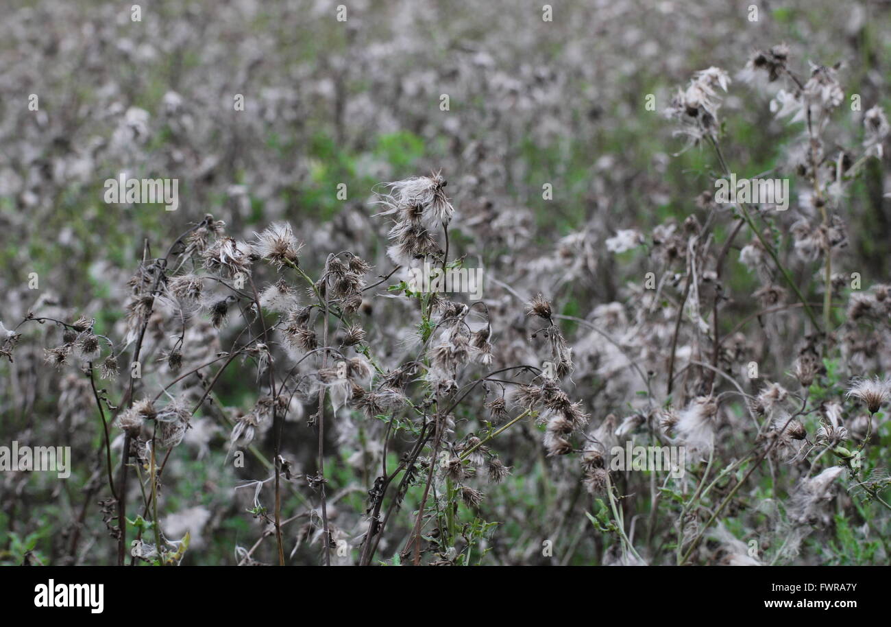 Grigio e verde thistle campo con pappus peli. Foto Stock