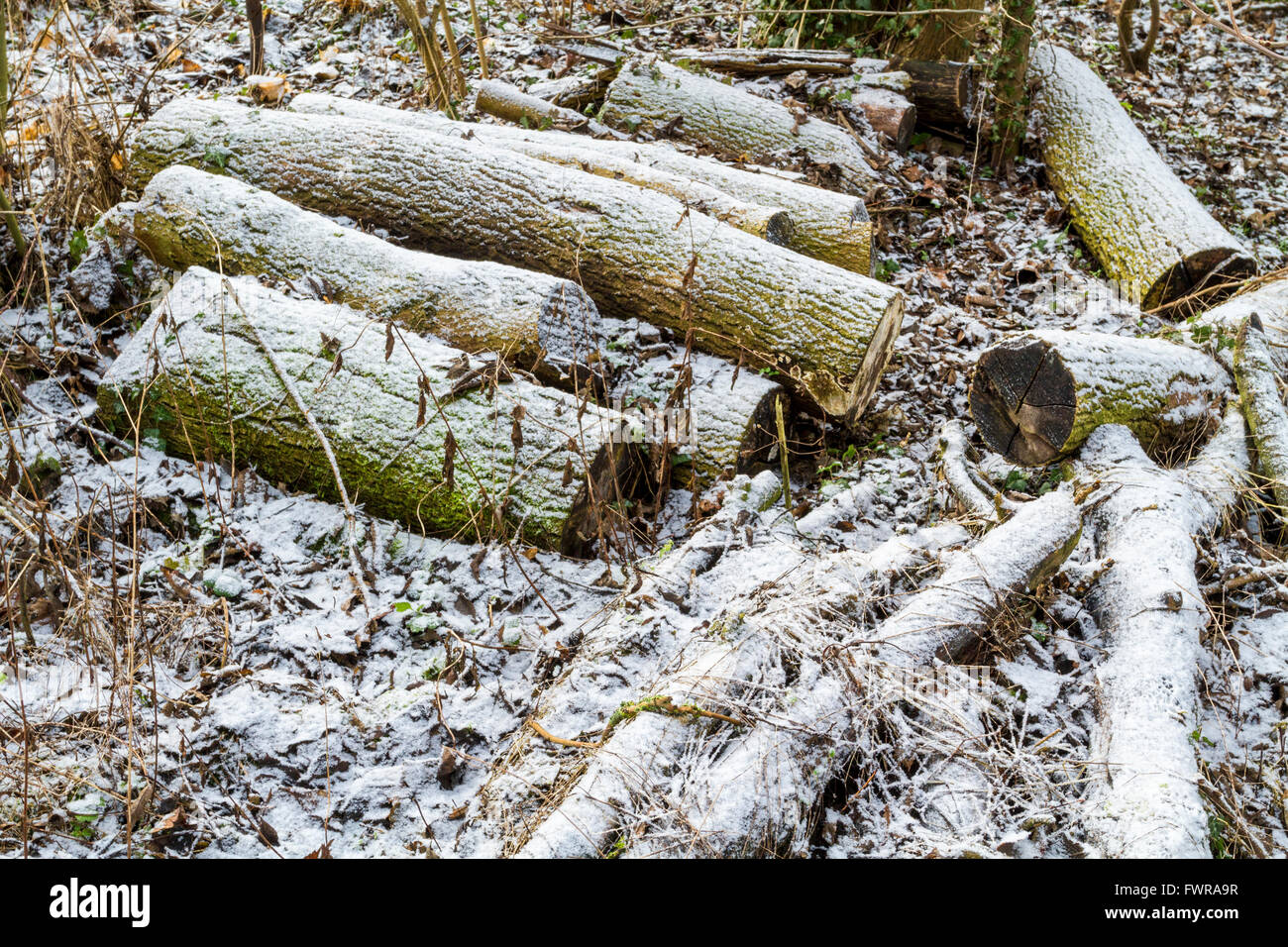 Il carburante invernale. Segati registri su un bosco invernale pavimento coperto da un sottile strato di neve, England, Regno Unito Foto Stock