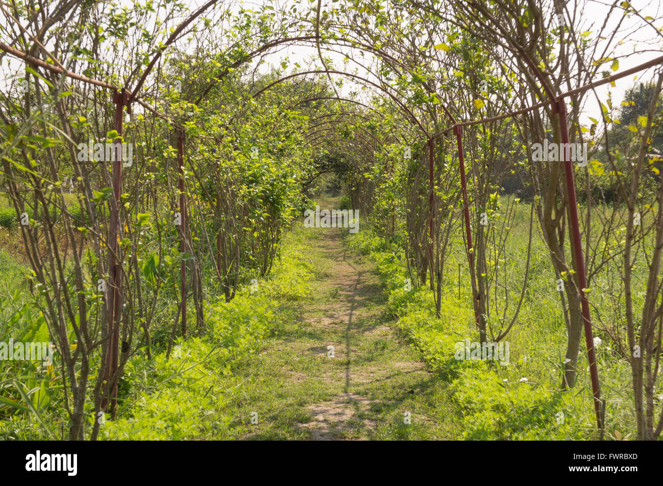 Alberi curvi il percorso pedonale in giardino Foto Stock