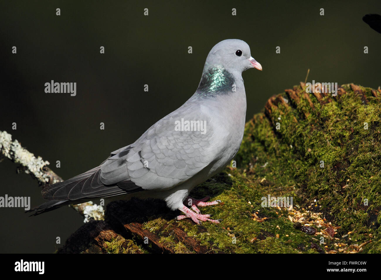 Magazzino Colomba(Columba oenas) Foto Stock