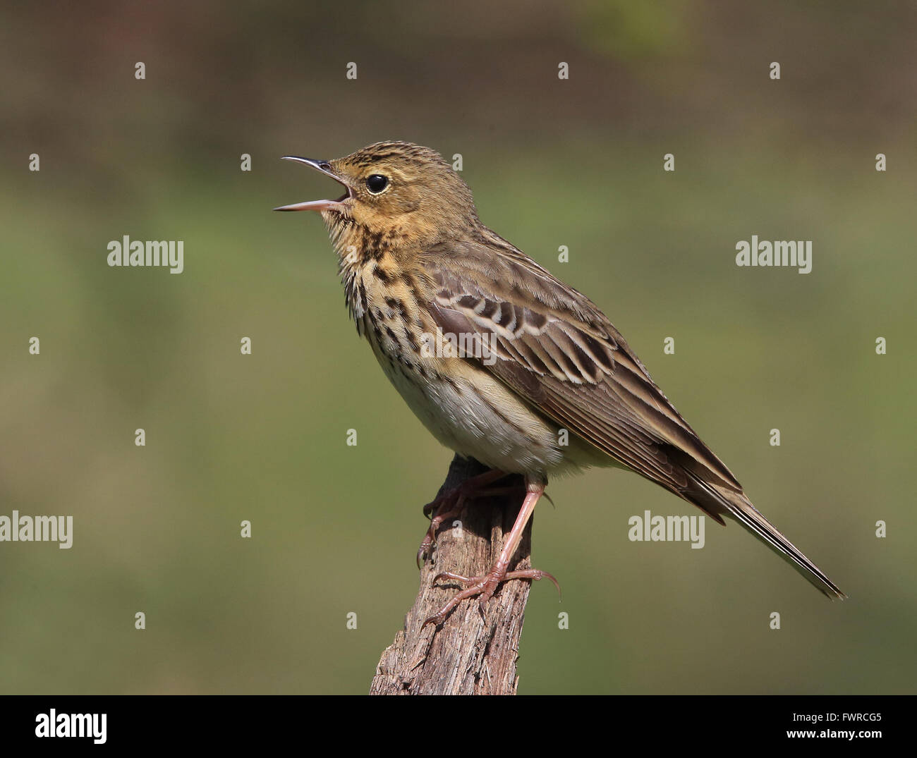 Pipa di albero, Anthus trivialis Foto Stock