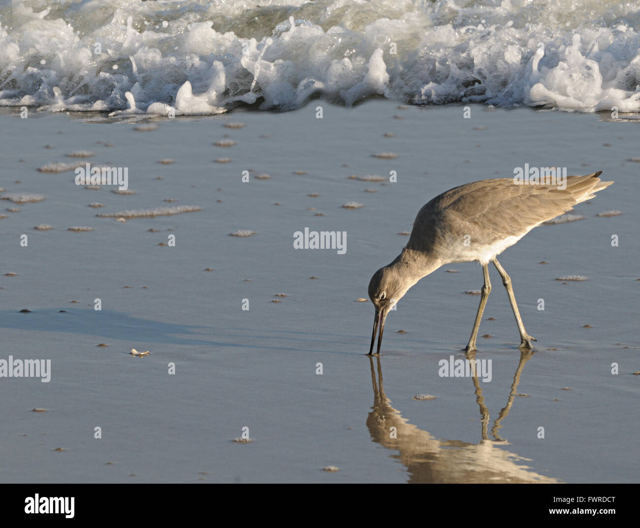 Willet shorebird alimentazione su una spiaggia di sabbia con avvicinamento surf. Foto Stock
