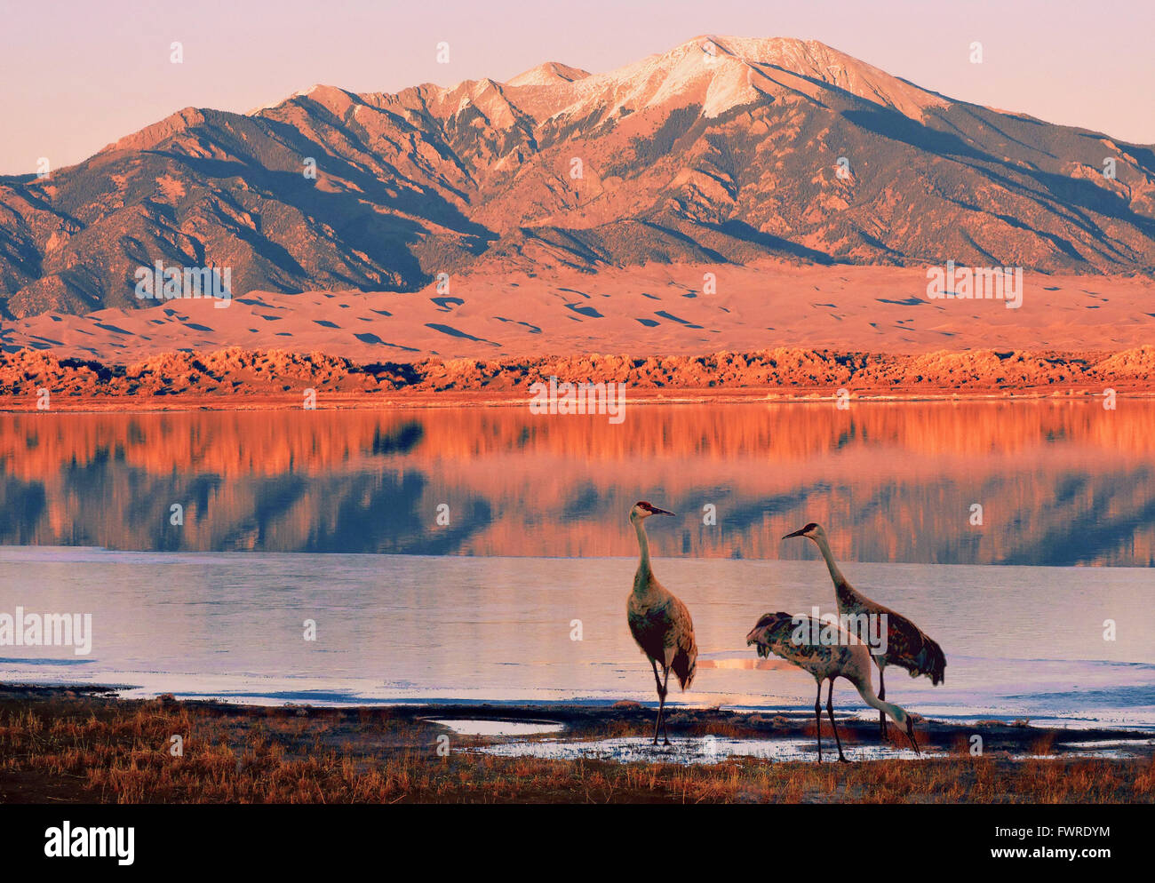 Sandhill gru durante il tramonto con il Monte Herard presso la Grande dune sabbiose del Parco Nazionale di Novembre 13, 2015 a Mosca, Colorado. Foto Stock