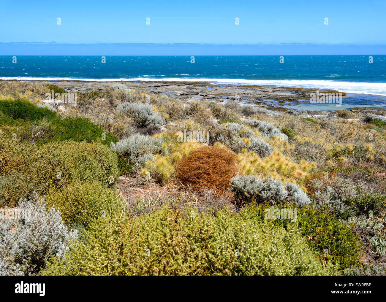 Vegetazione costiera, Kalbarri National Park, Australia occidentale, Australia Foto Stock