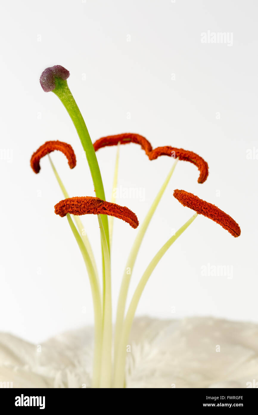 Chiudere l immagine di stami e lo stigma sul fiore di giglio Foto Stock