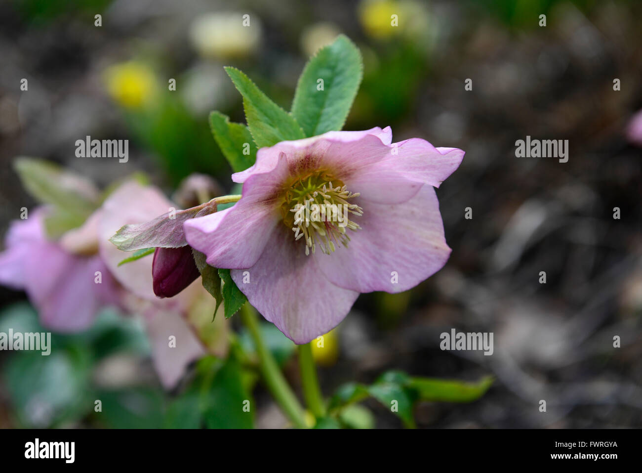 L'elleboro helleborus rosa ibridi ibrido fiore di primavera fiorisce blossoms RM Floral Foto Stock