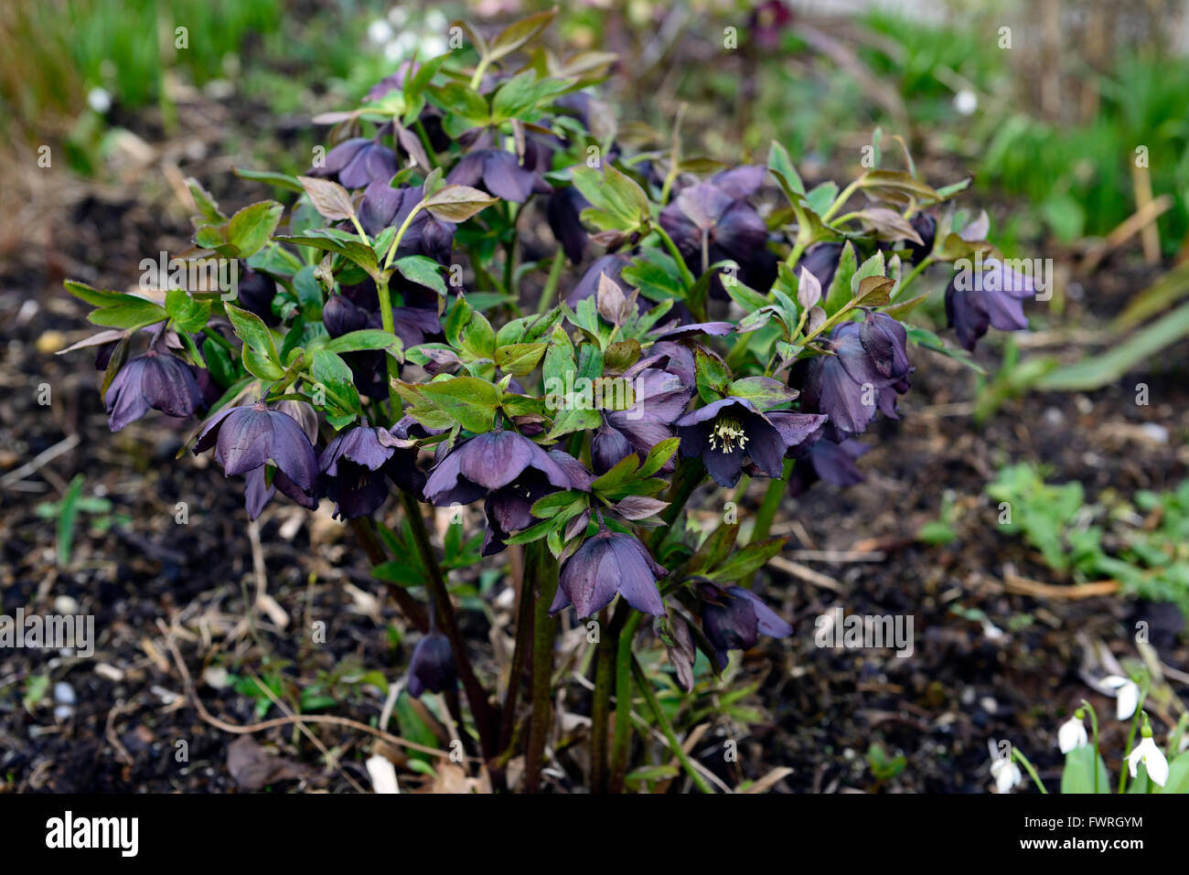 Helleborus veratro nero scuro ibridi ibrido fiore di primavera fiorisce blossoms RM Floral Foto Stock