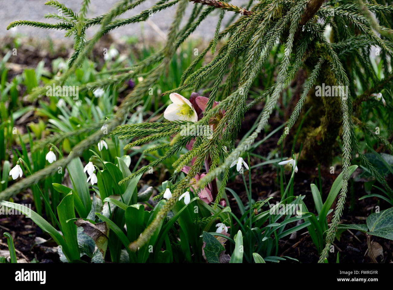 L'elleboro helleborus ibridi ibrido fiore di primavera fiorisce blossoms RM Floral Foto Stock