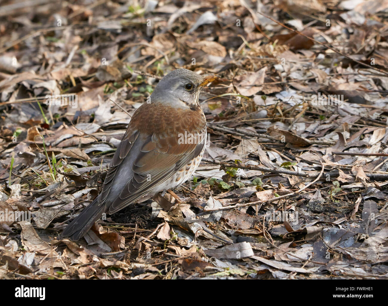 Uno catbird è alla ricerca di cibo sul terreno in primavera Foto Stock