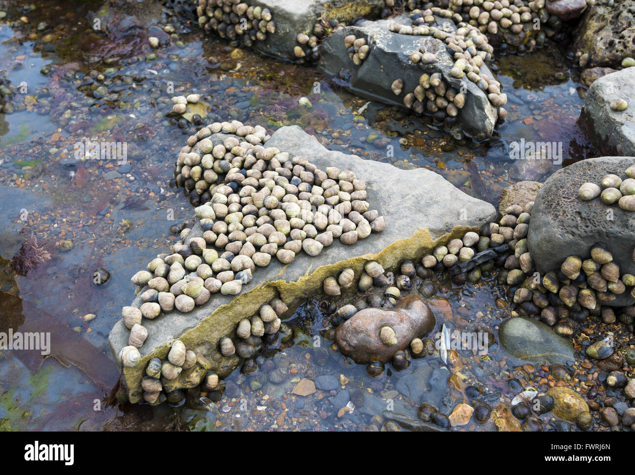 Lumache di mare esposte sulle rocce dopo la bassa marea in Lyme Regis, Dorset, Inghilterra, Regno Unito Foto Stock