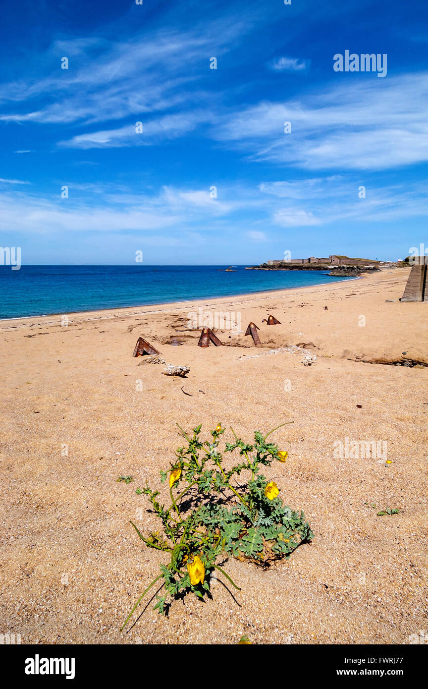 Il tedesco durante la Seconda Guerra Mondiale le difese di spiaggia, parte di Hitler Atlantic Wall, ancora in luogo dell'isola di Alderney. Foto Stock