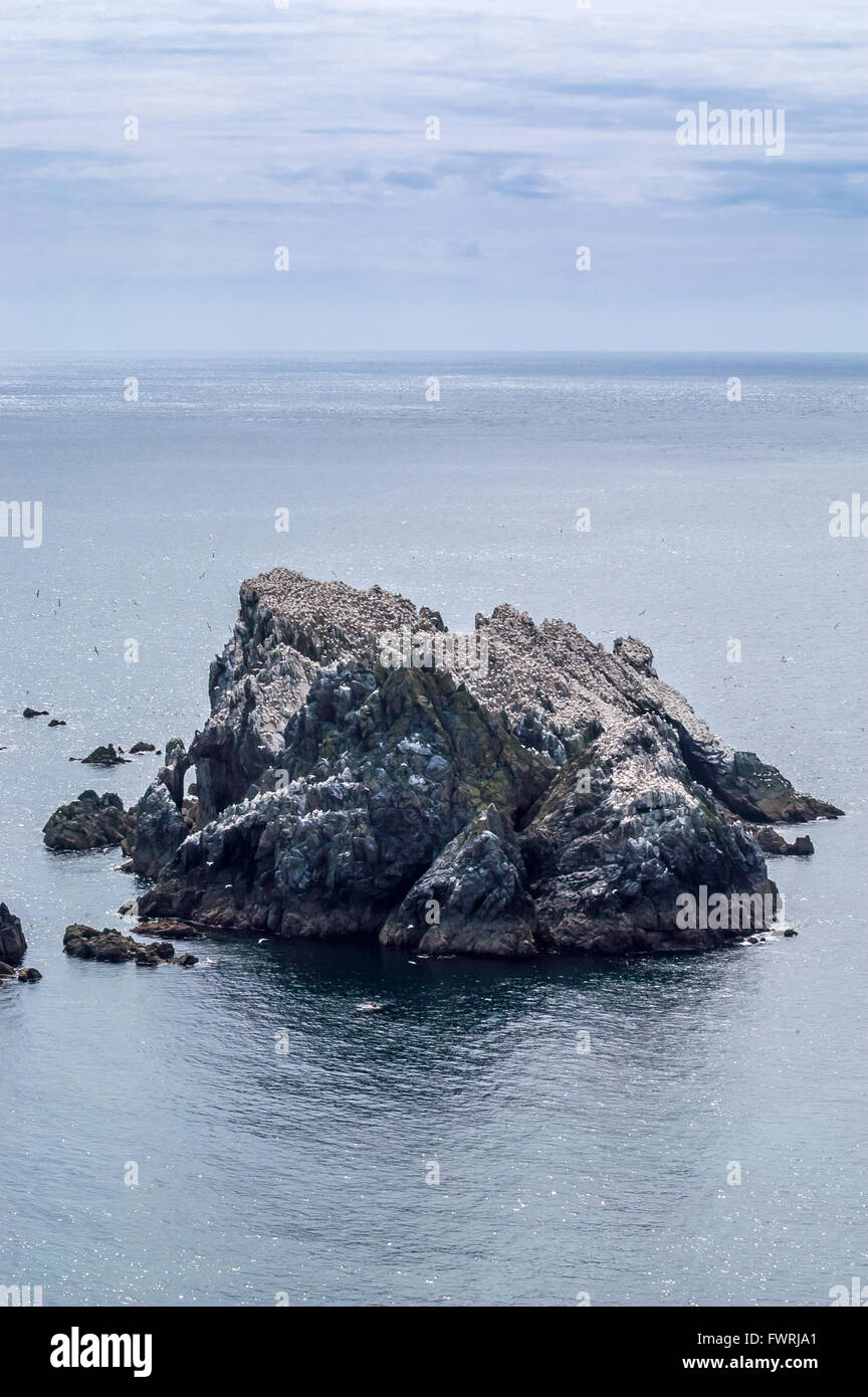 Sule folla sulle rocce di Les Etacs appena fuori l'estremità nord di Alderney. Foto Stock