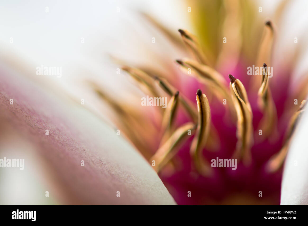 Fiore di Magnolia close up mostra antere e petali di fiori. Petali di colore bianco e antere gialle contrasto con fuori fuoco filamenti rosa Foto Stock