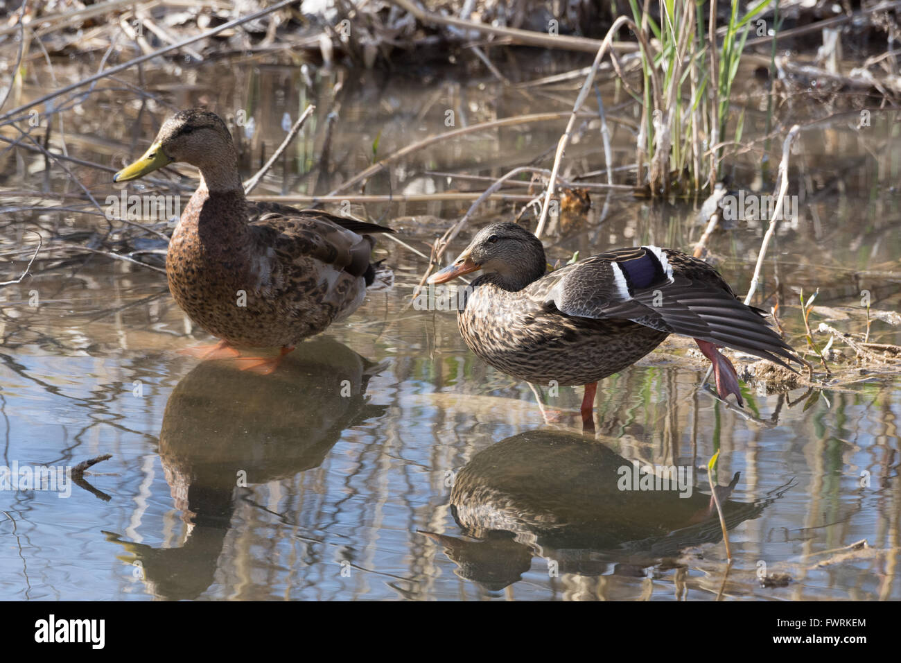 Anatra messicana, (Anas diazi), coppia a Bosque del Apache National Wildlife Refuge, nuovo Messico, Stati Uniti d'America. Foto Stock