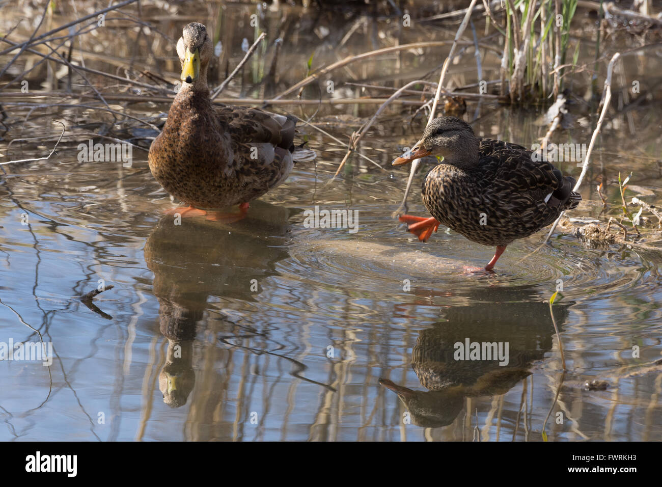 Anatra messicana, (Anas diazi), coppia a Bosque del Apache National Wildlife Refuge, nuovo Messico, Stati Uniti d'America. Foto Stock