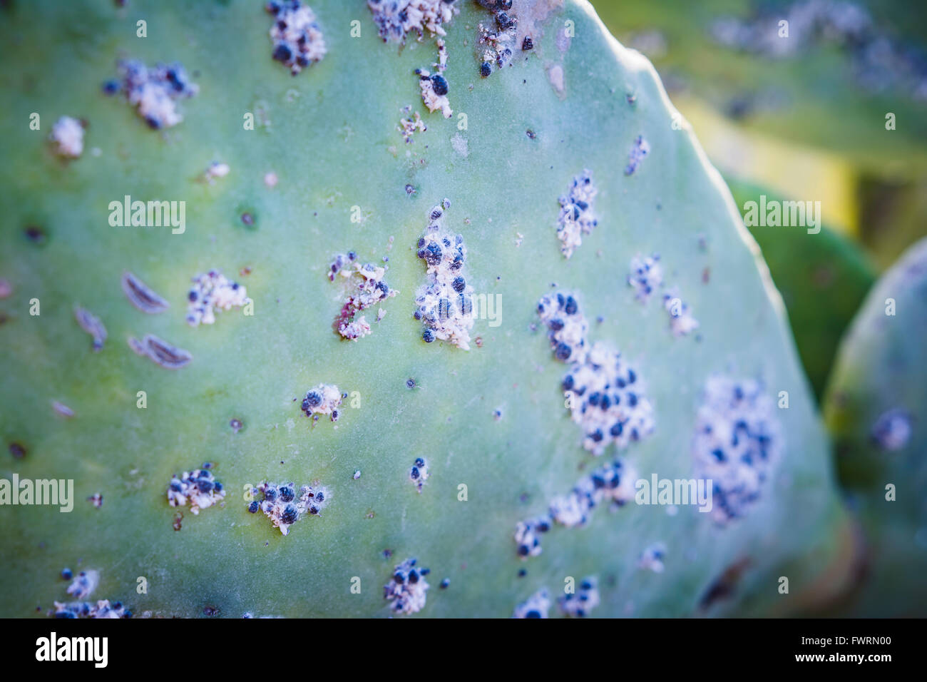 La cocciniglia parasiting l' Opuntia ficus-indica. Las Tricias, Garafía, La Palma, Tenerife, Isole Canarie, Spagna, Europa Foto Stock