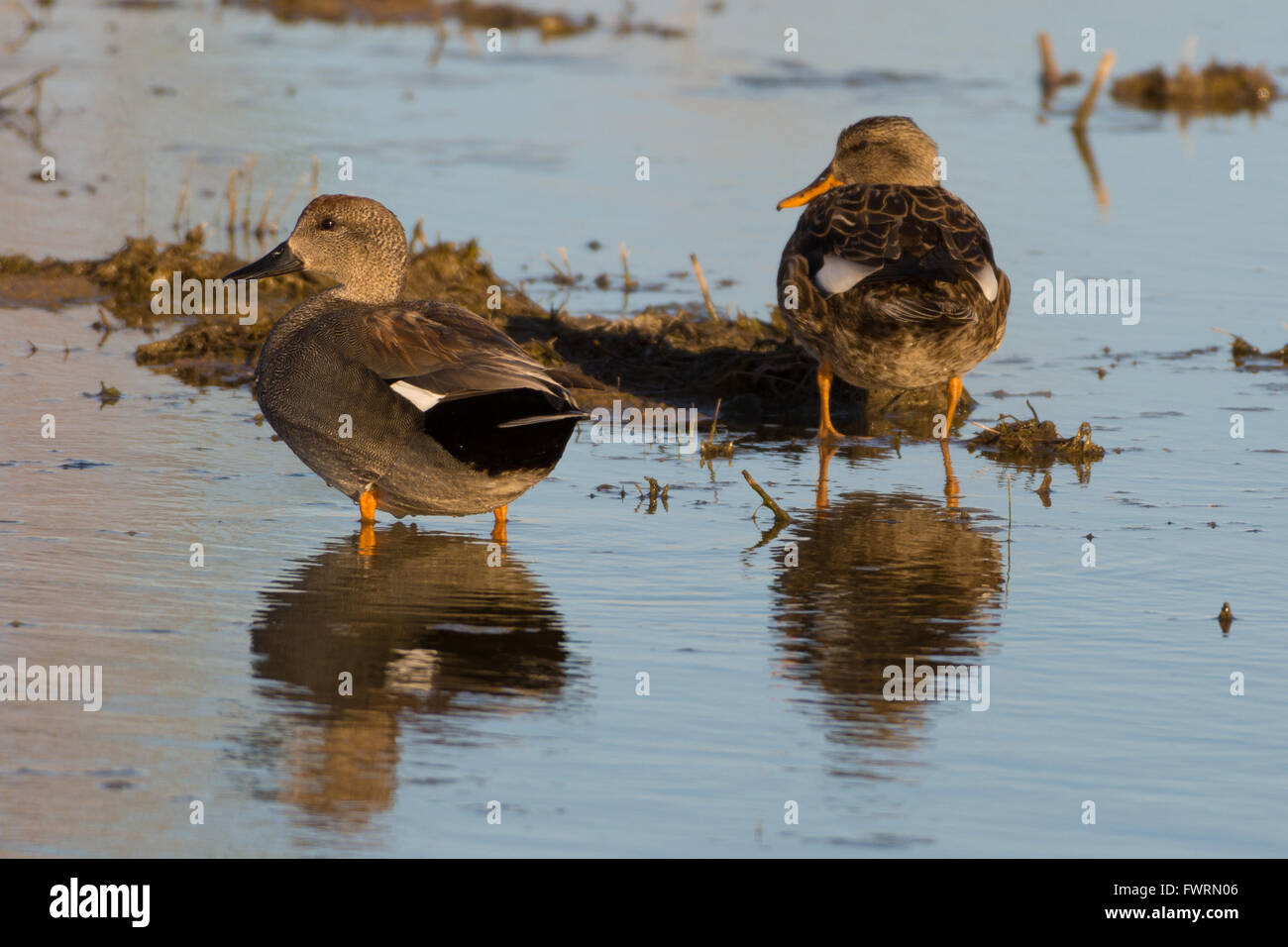 Canapiglia (Anas strepera), Drake e Gallina a Bosque del Apache National Wildlife Refuge, nuovo Messico, STATI UNITI D'AMERICA, Foto Stock