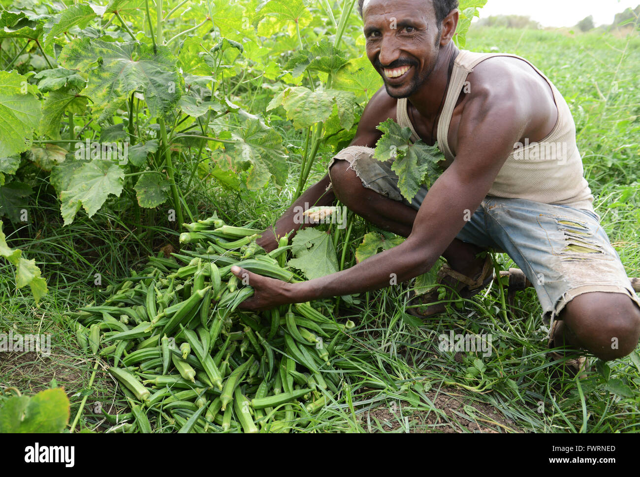 L'Okra raccolto in Humera, Etiopia. Foto Stock