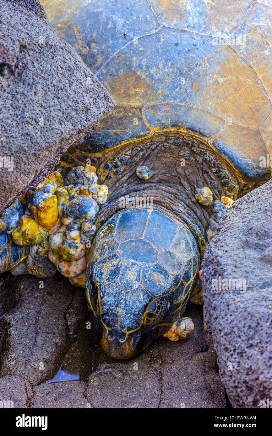 Tartaruga Verde a Maui Foto Stock