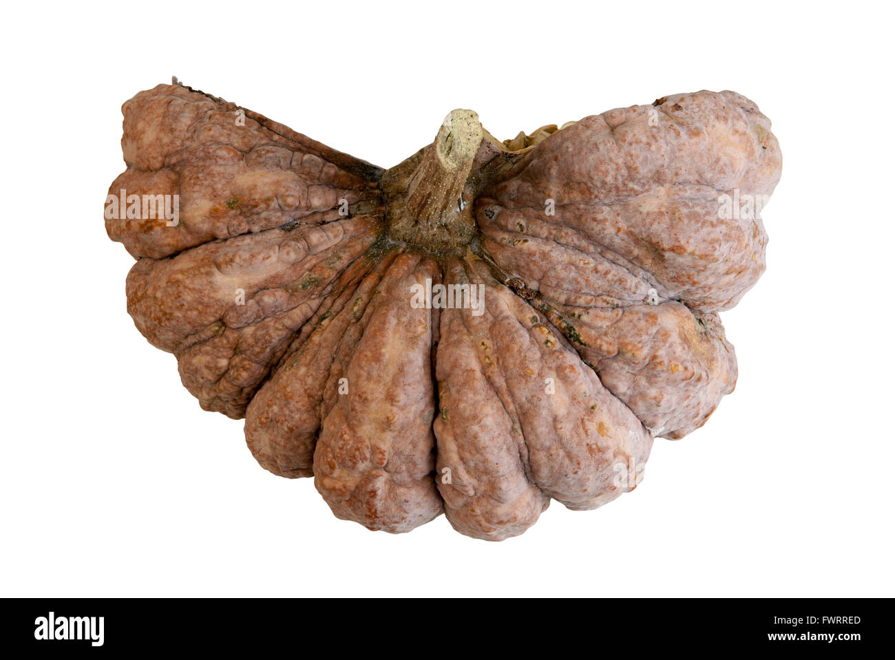 Sezionare la zucca in longtime isolato su sfondo bianco con i tracciati di ritaglio Foto Stock