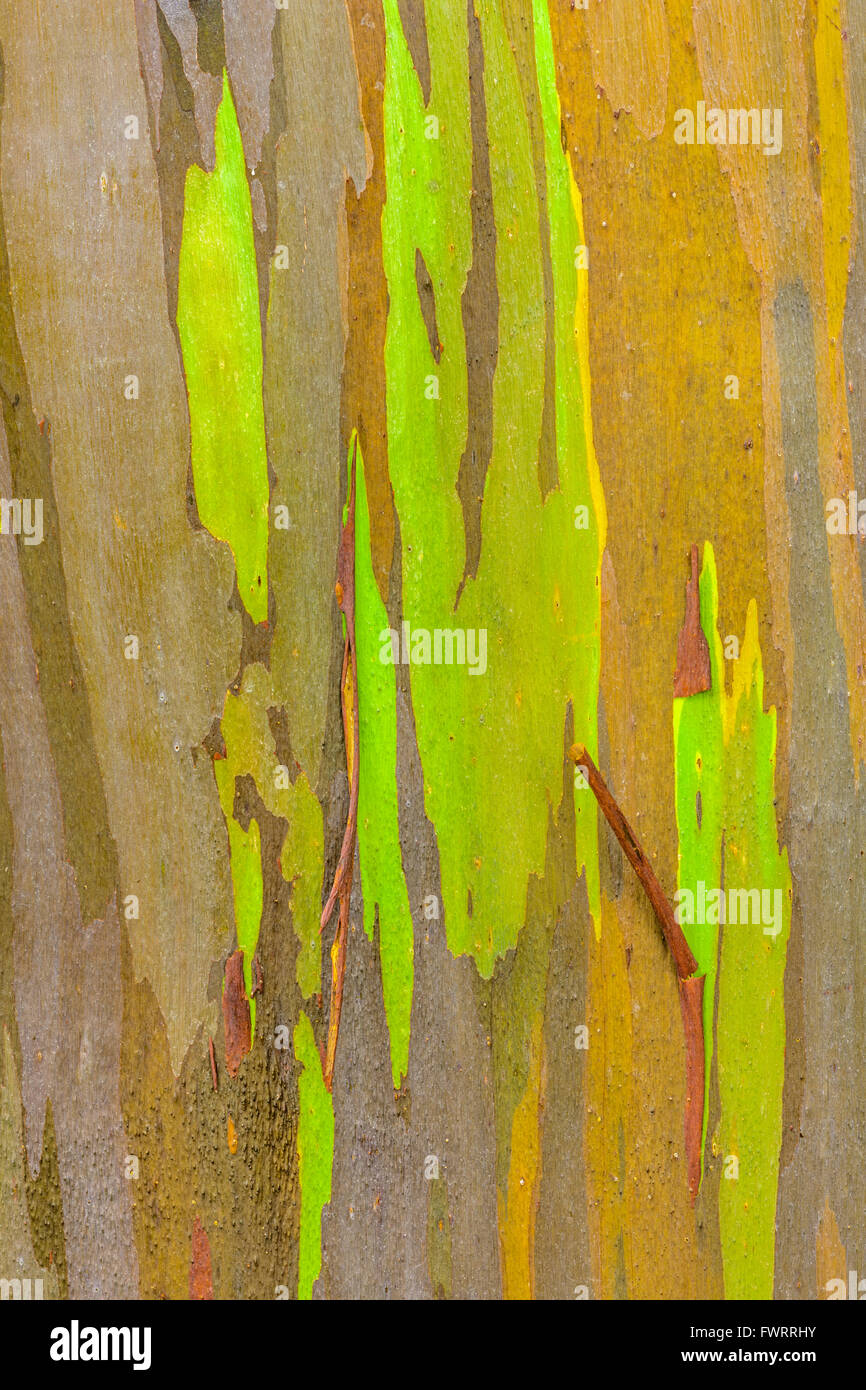 Corteccia di Rainbow eucalipto a Maui Foto Stock