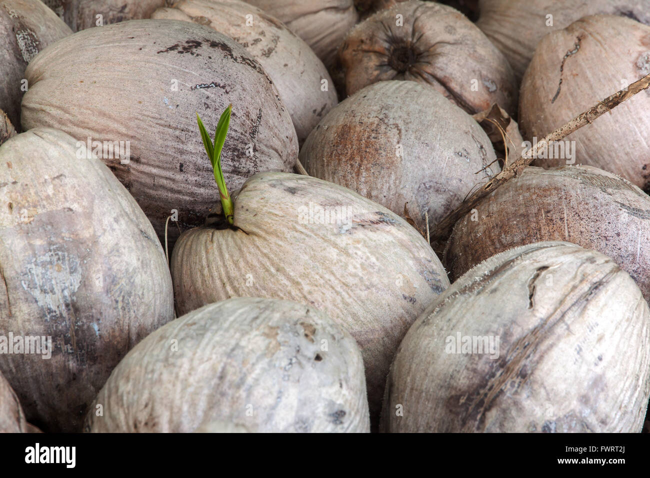 La germinazione in cocco impilati. Foto Stock