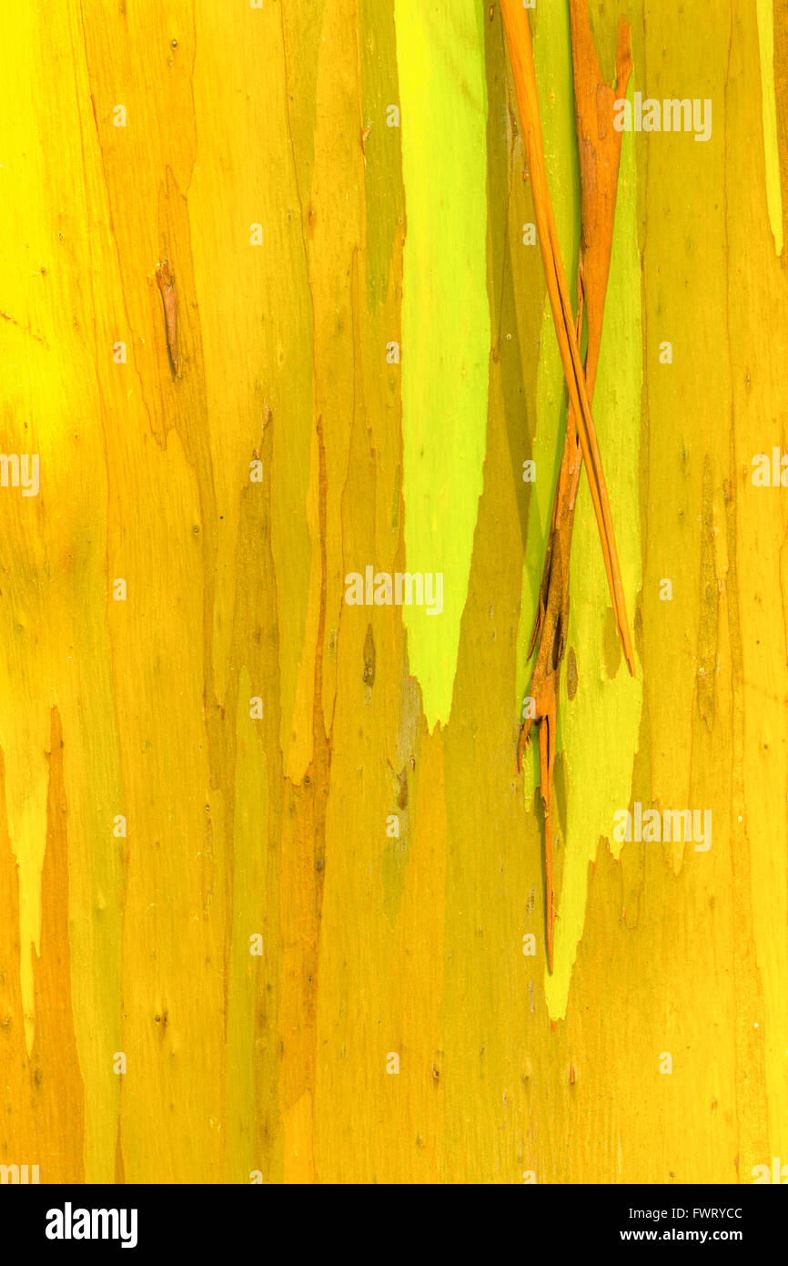 Eucalipto, Maui closeup multicolore di corteccia Foto Stock