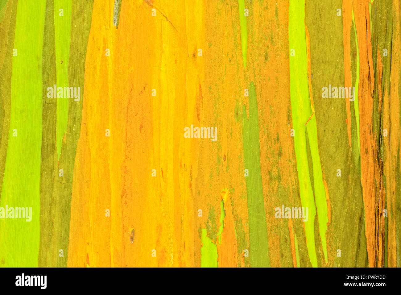 Eucalipto arcobaleno di corteccia di albero closeup Maui Foto Stock