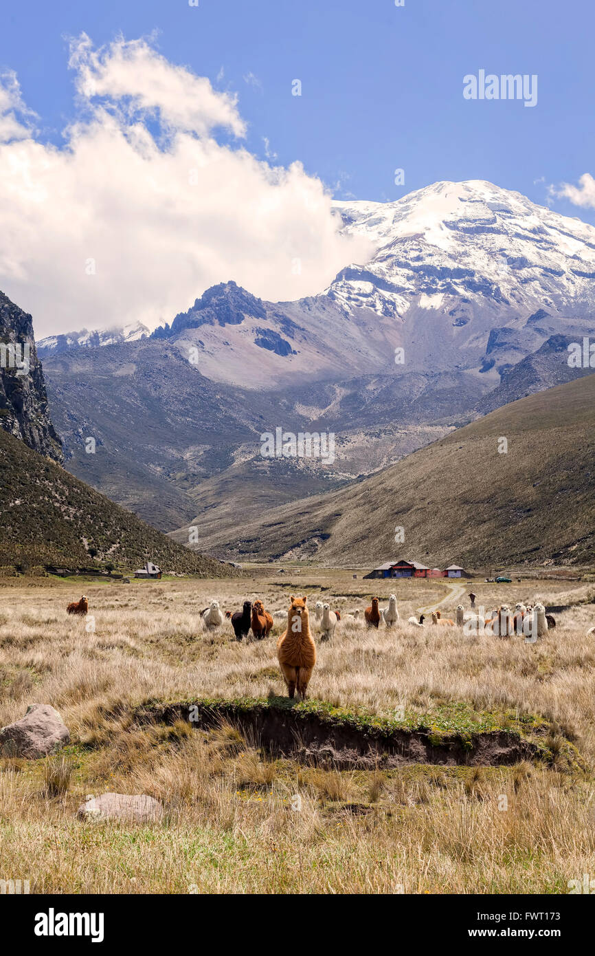 Allevamento di lama, Chimborazo National Park, Ecuador, Sud America Foto Stock