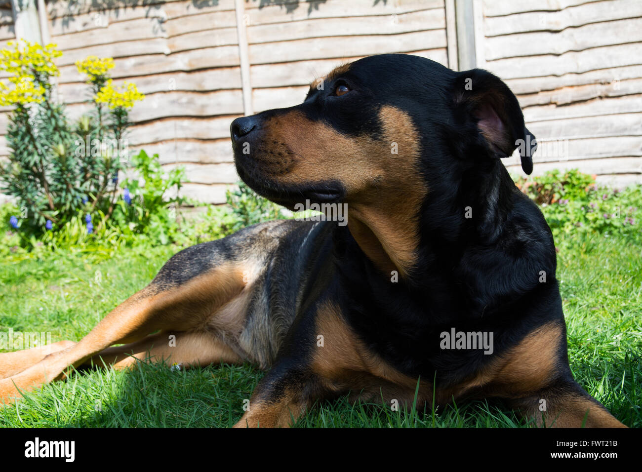 Un Rottweiler posa sul pavimento in un giardino essendo carino. Foto Stock