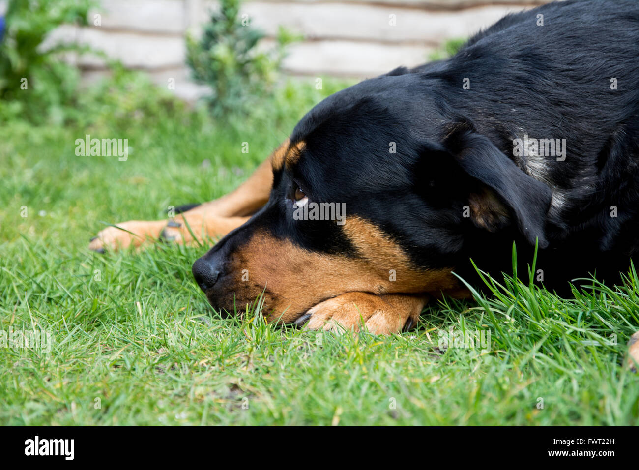 Un Rottweiler posa sul prato con la sua testa sulla sua zampa. Foto Stock