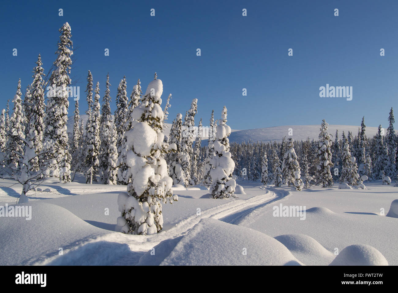 Coperta di neve alberi in fells della Lapponia finlandese Foto Stock