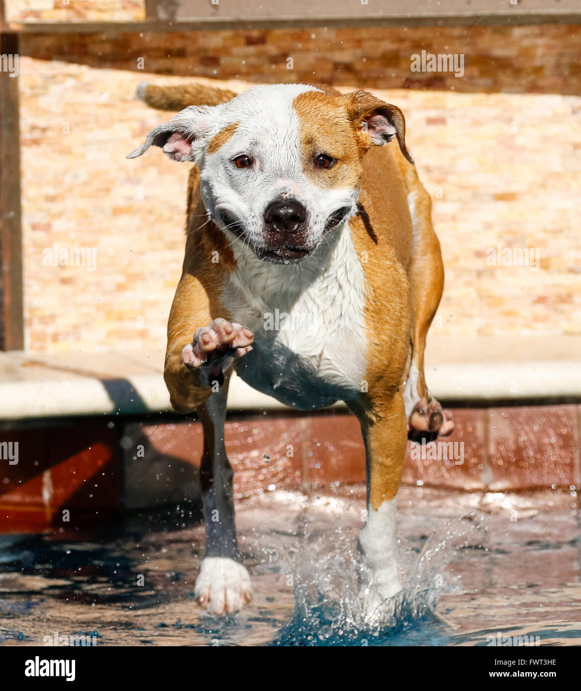 Cane sorridente come lei è entrata in acqua di piscina Foto Stock