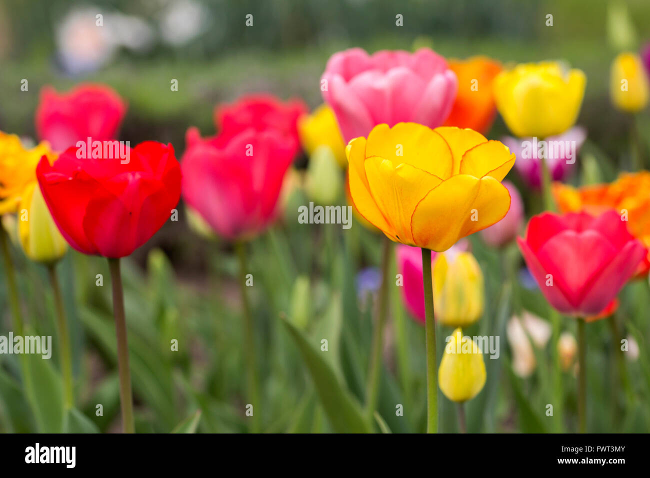 Bella tulipani colorati fiorisce in primavera, come sfondo floreale Foto Stock