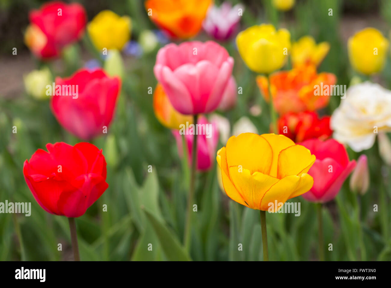 Bella tulipani colorati fiorisce in primavera, come sfondo floreale Foto Stock