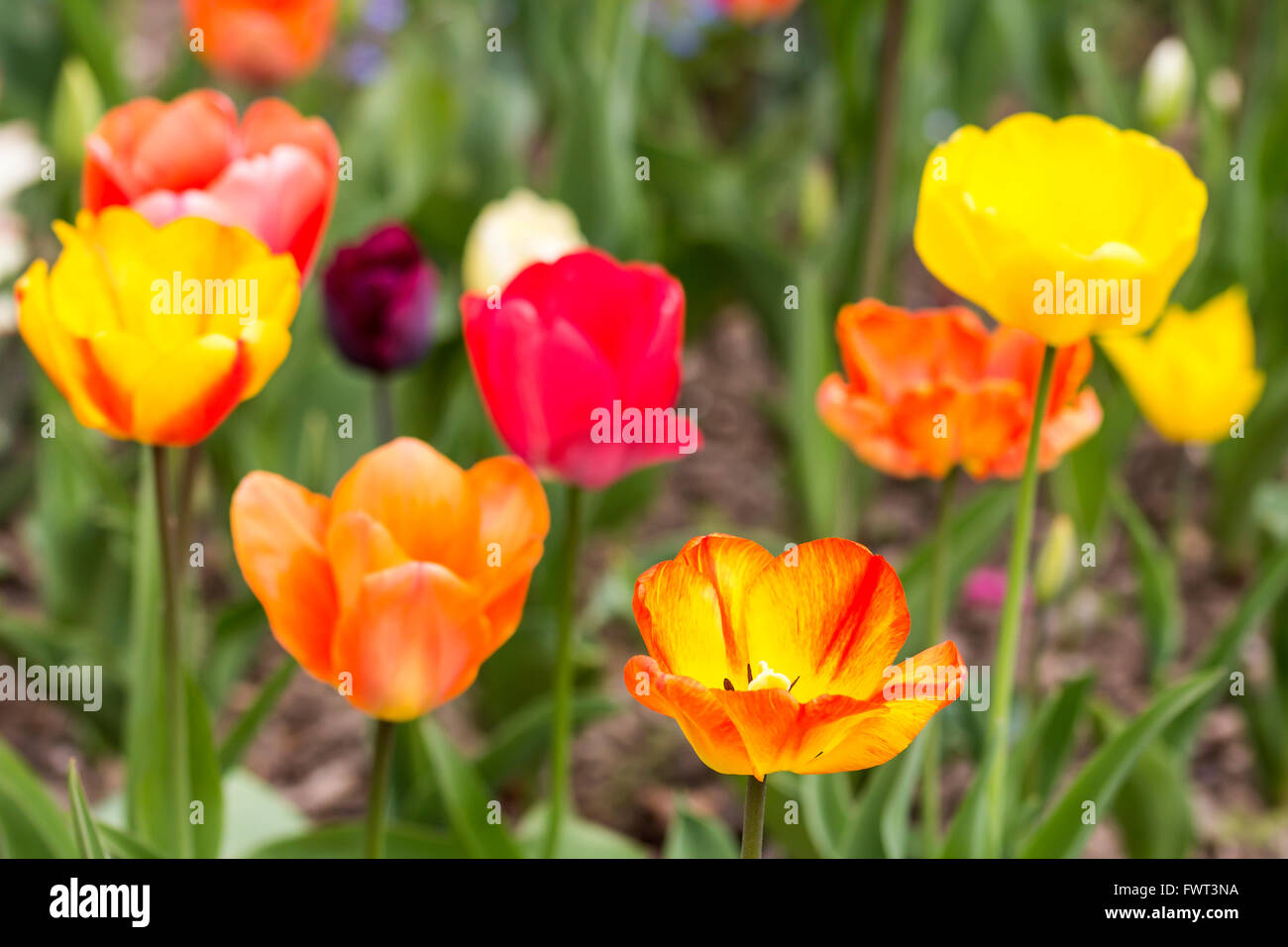 Bella tulipani colorati fiorisce in primavera, come sfondo floreale Foto Stock