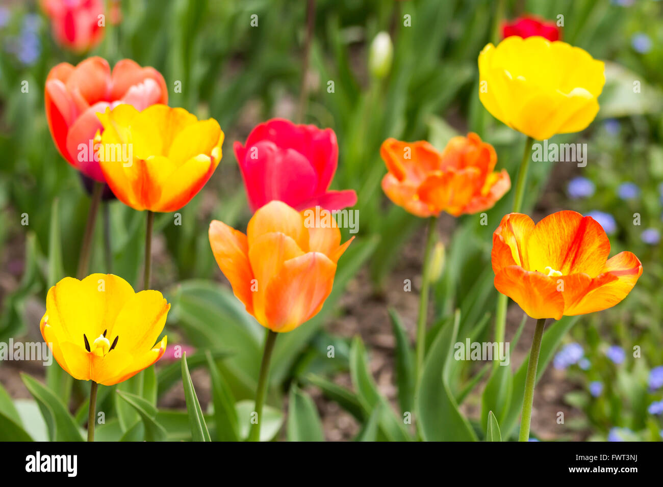 Bella tulipani colorati fiorisce in primavera, come sfondo floreale Foto Stock