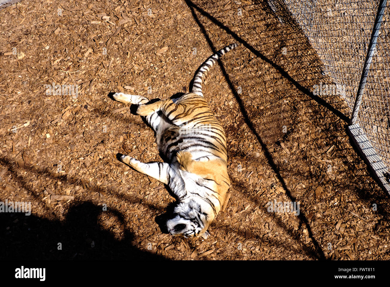 Un salvato tiger in cattività salotti in un involucro mentre viene riabilitato prima di essere introdotti in altri tigri Foto Stock