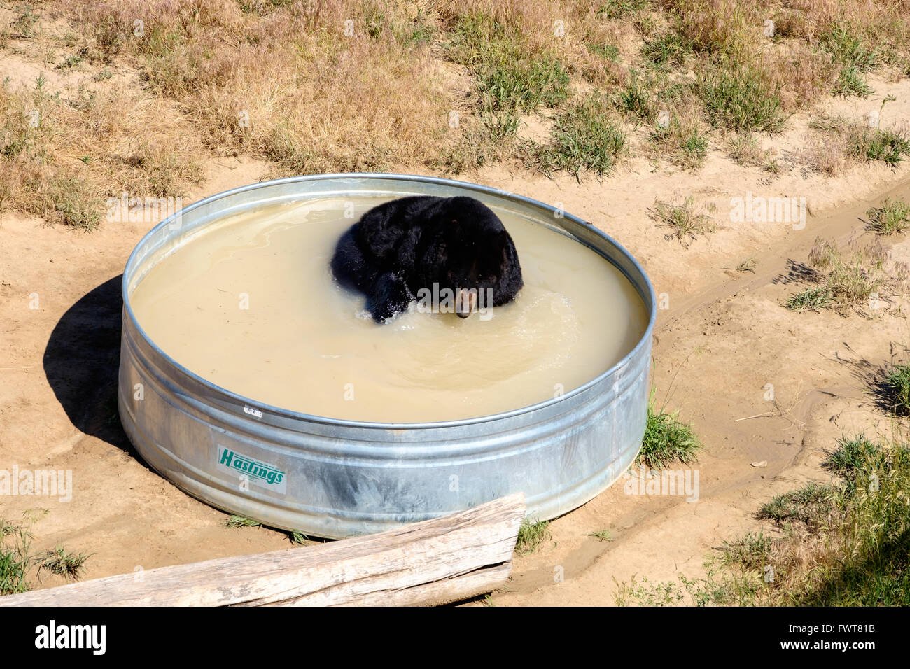 Un orso nero gioca in un trogolo di acqua per raffreddare se stesso nel suo habitat involucro all'animale selvatico Santuario. Foto Stock