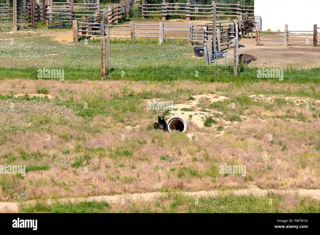 Un orso nero emerge dalla sua den moda da tubi e una regione sepolta di contenitore di spedizione al Wild Animal Santuario Foto Stock