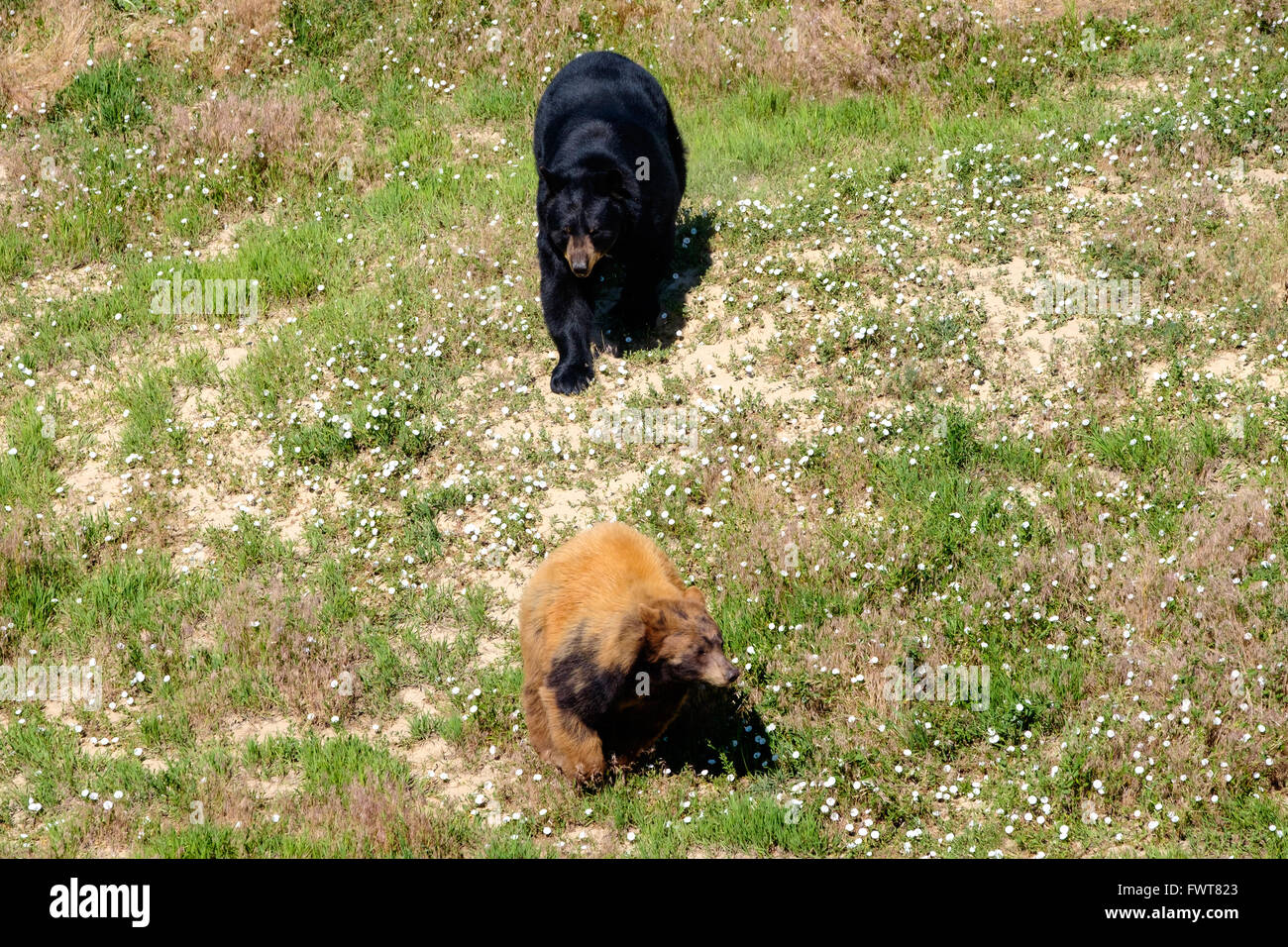 Due orsacchiotti giocare nel loro involucro all'animale selvatico nel Santuario Keenesburg, Colorado. Foto Stock