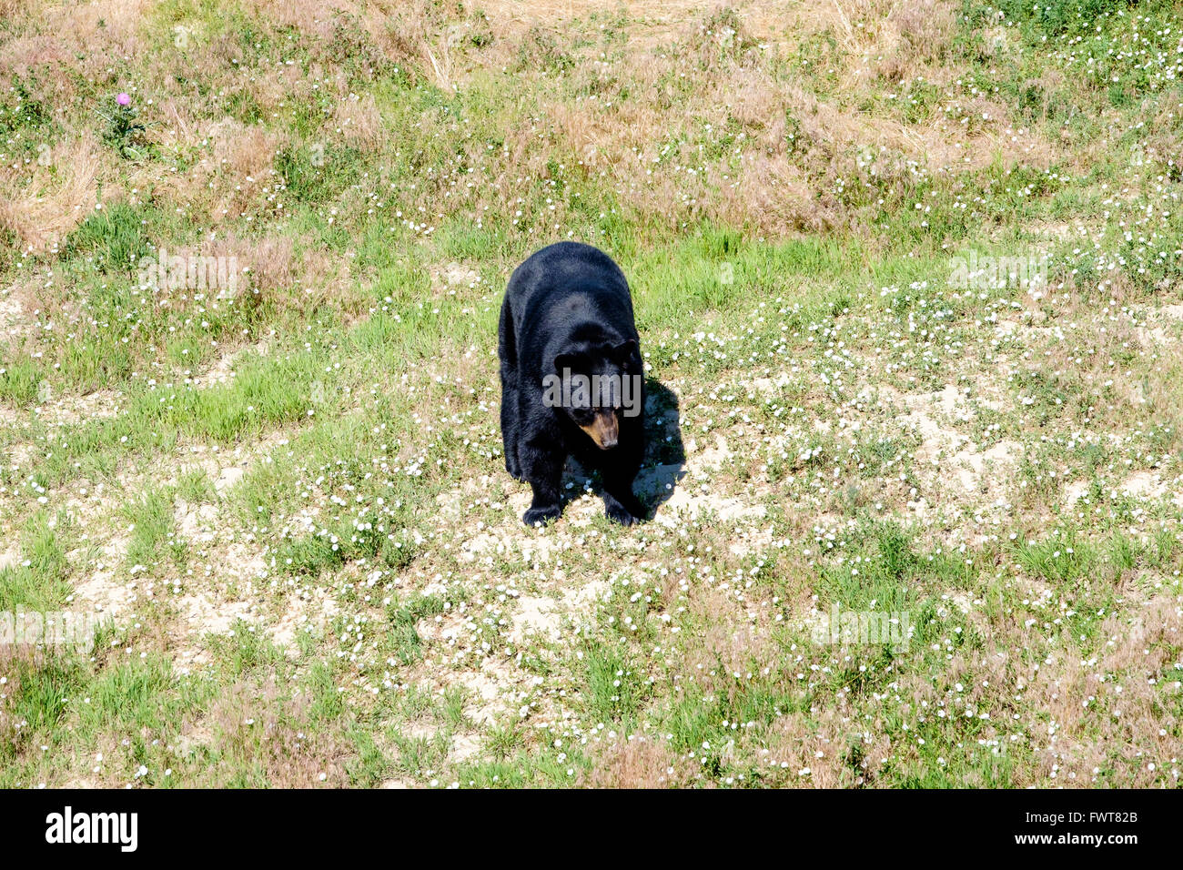 Un orso nero fa roaming nel suo involucro all'animale selvatico nel Santuario Keenesburg, Colorado. Foto Stock
